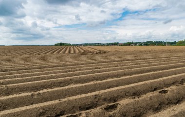 Patates tarlalarının manzarası