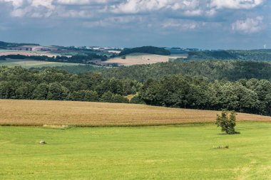 Kırsal alanda sarı buğday tarlaları ve yeşil çevre 