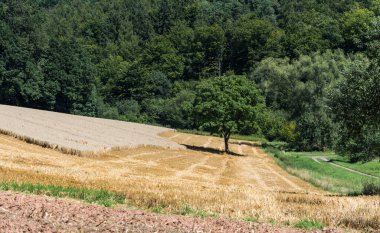 Schwarzenberg 'in yeşil manzarasında tepeler, ağaçlar ve tarım alanlarıyla panoramik manzara