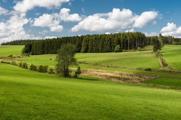 Grüne Hügel Und Bäume Auf Dem Ostbelgischen Land — Stockfoto