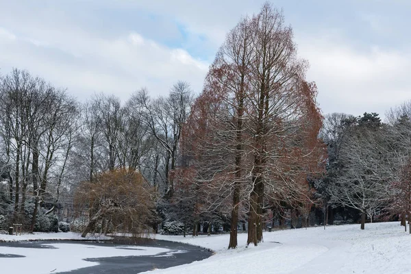 Bare Trees Snow Landscapes Brussels Park Winter — Stock Photo, Image