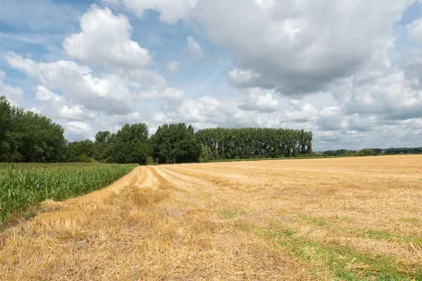 麦畑の景観 — ストック写真