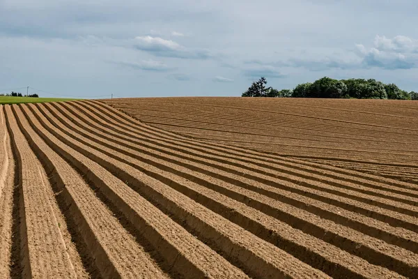 耕作された農地のジャガイモ畑の土壌の溝 — ストック写真