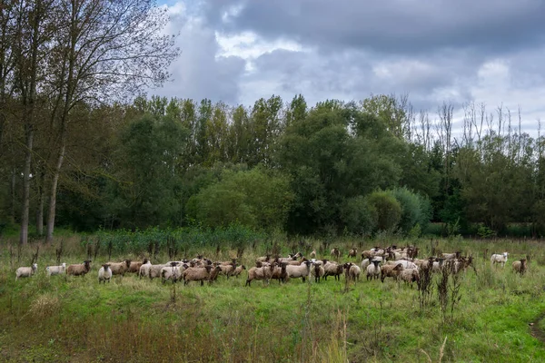 Mandria Pecore Parco Naturale Fiammingo — Foto Stock