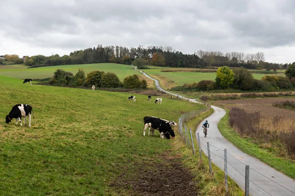 Duisburg Flaman Brabant Bölgesi Belçika 2021 Çayırlarda Otlayan Sığırlarla Dolu — Stok fotoğraf