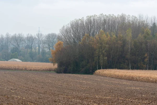 Getreidefelder Braunen Warmen Tönen — Stockfoto