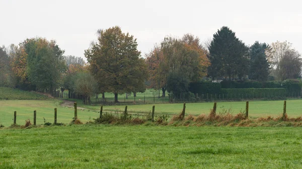 Alberi Prati Terreni Agricoli Nella Campagna Fiamminga — Foto Stock