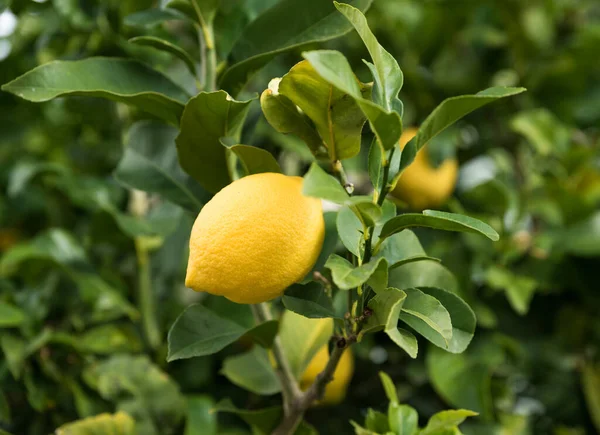 Olgun sarı bir limon, Citrus limon, İspanya 'da bir ağaçta.