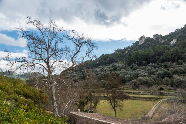Panoramatický Výhled Holé Stromy Zelené Kopce — Stock fotografie