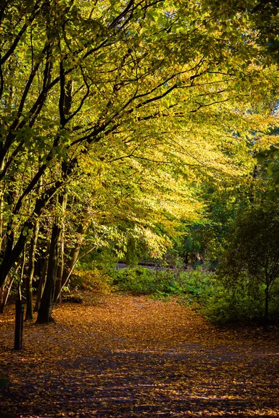 Красочная Сельская Сцена Городе Осенними Деревьями — стоковое фото