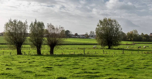 Belçika Kırsalındaki Ağaçların Çayırların Üzerinden Bak — Stok fotoğraf