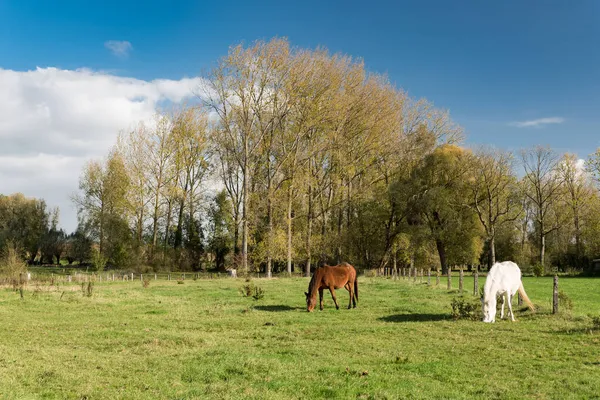 Belçika Kırsalında Otlayan Atlarla Birlikte Ağaçların Çayırların Üzerinden Bak — Stok fotoğraf