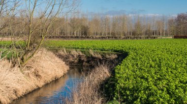 Hakendover ve Zoutleeuw, Flanders, Belçika 'nın sonlarındaki şeker pancarı tarlalarının sürülmüş topraklarına bakın.