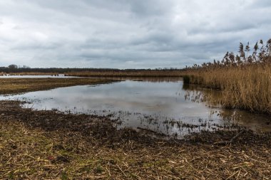 Belçika 'nın Zoutleeuw kentindeki Het Vinne Flaman doğa koruma alanı üzerindeki doğa manzarası.