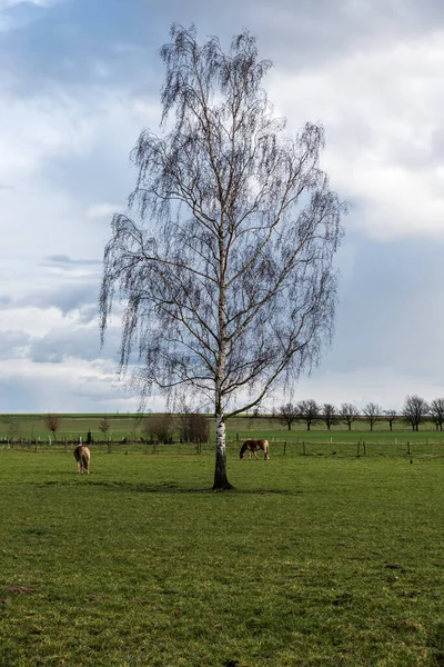 Bare Tree Pazing Cattle Flemish Rural Linter Bélgica — Fotografia de Stock