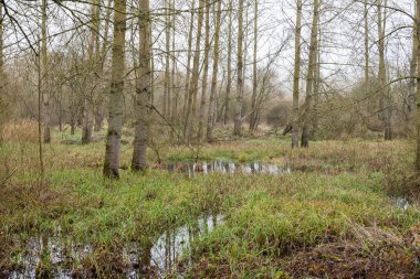 Flaman doğa koruma alanında çıplak ağaç yansımaları olan bir bataklık.