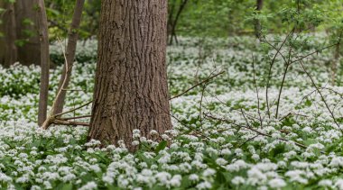 İlkbaharda Brüksel ormanlarında yabani sarımsak açıyor.