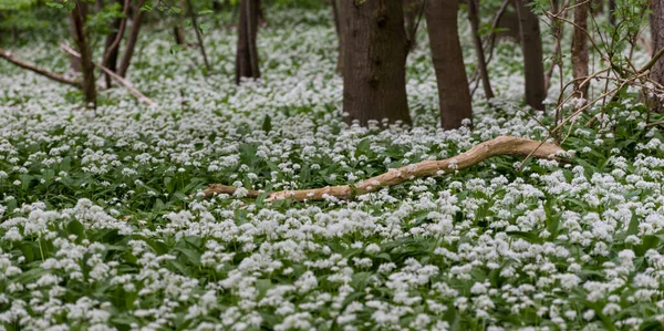 Blooming Wild Garlic Brussels Woods Spring — Stock Photo, Image