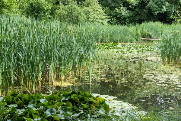 Vista Los Humedales Con Hojas Agua Juncos Parque Botánico Bruselas —  Fotos de Stock