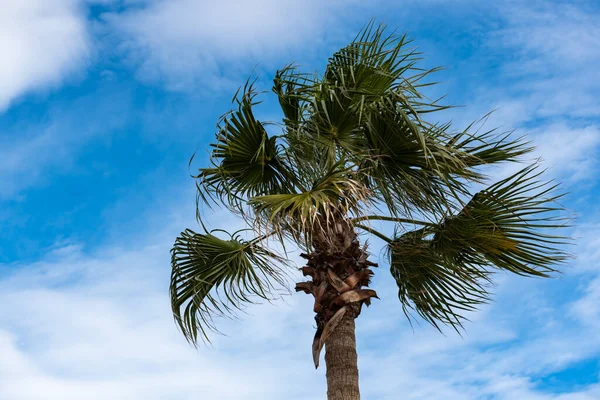 Низькокутний Вид Trachycarpus Tunei Китайську Вітрову Пальму Синім Фоном Неба — стокове фото