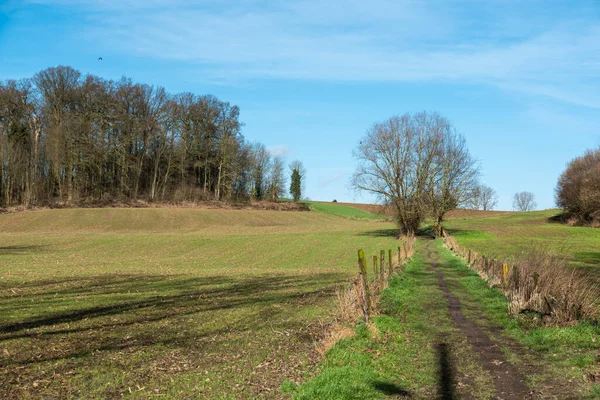 Grünes Ackerland Ein Wanderweg Und Bäume Vor Blauem Sonnigen Hintergrund — Stockfoto