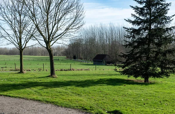 Naturwinterlandschaft Mit Grünen Wiesen Bäumen Und Einem Holzschuppen Hintergrund Merchtem — Stockfoto