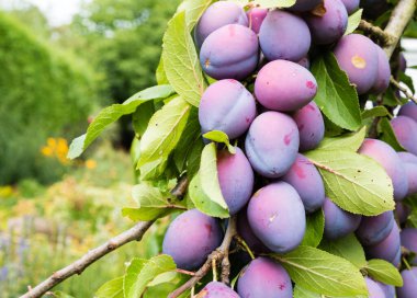 Alman bahçesinde olgun Damson erikleri dalları