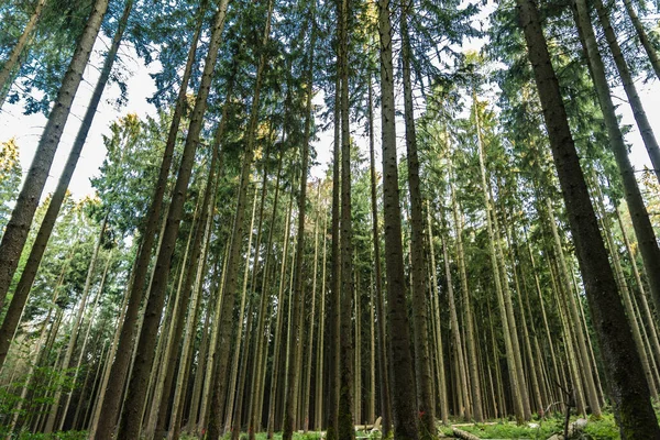 Grupo Árboles Delgados Los Bosques Baviera Mespelbrunn Alemania — Foto de Stock