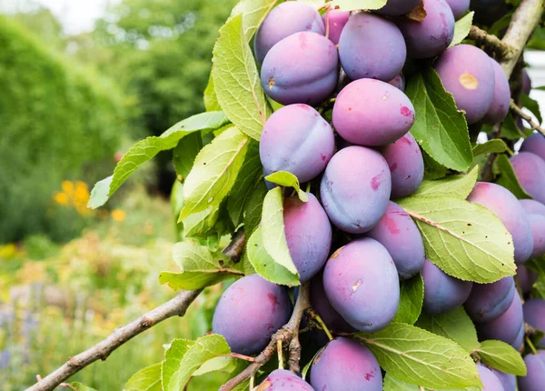 Branch of ripe Damson plums in a German garden