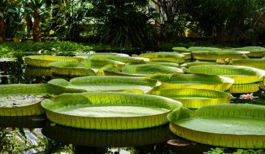 Dev nilüfer yaprakları, su birikintisinde Victoria cruziana