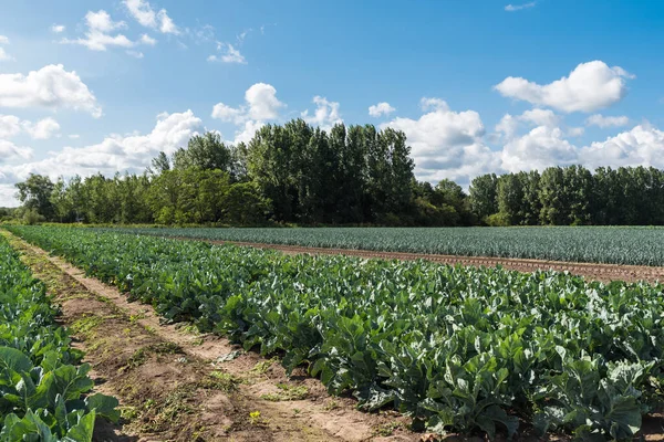 Cauliflower Leek Fields Belgian Countyside Village Puurs Flanders — Stok Foto