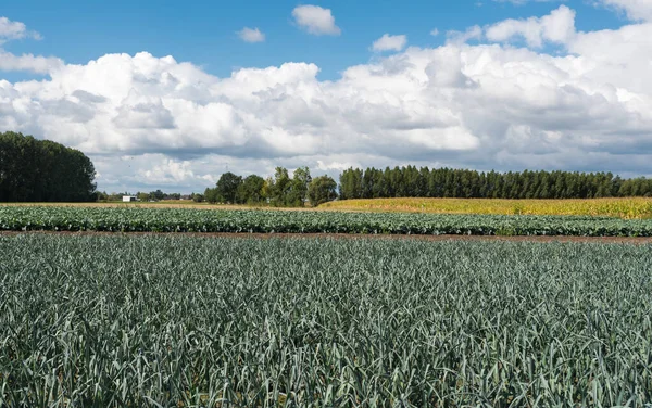 ベルギーの田園地帯のカリフラワーとネギの畑 Puurs Flanders — ストック写真