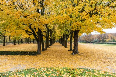 Sonbahar boyunca Cinquantenaire parkında ağaçların sarı şeridi
