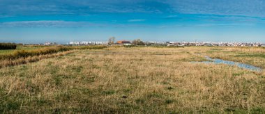 Arka planda Belçika 'nın Blankenberge kentinin binalarının bulunduğu Uitkerke' deki polderlerin yeşil çayırlarına bakın.