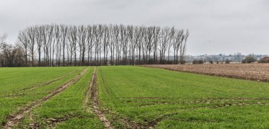 Yeşil çayırlar, saban hatları ve Belçika kırsalında bir sıra çıplak kavak ağacı