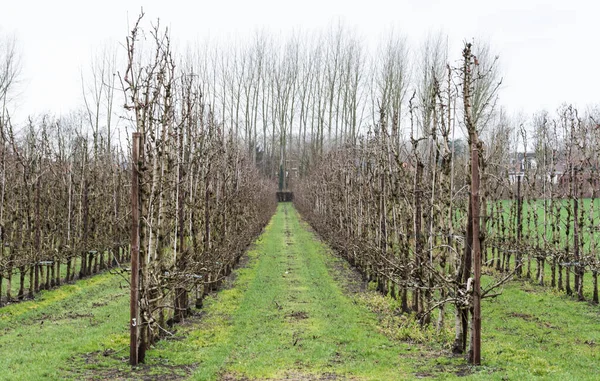 ハーゲランド フランダース ベルギー周辺の農業地帯で開花前の裸のリンゴの木の風景 — ストック写真