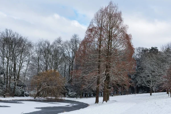 Bare Trees Snow Landscapes Brussels Park Winter Brussels Belgium — Stock Photo, Image