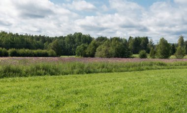 İsveç, Borka, Gavleborgs Lan, İsveç boyunca uzanan yeşil çayırlar ve tarım arazilerine bakın.