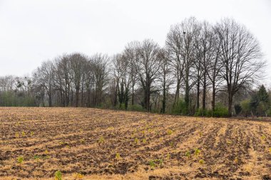 Sint Geertruid, Neteherlands çevresindeki Hollanda kırsalında kahverengi toprak ve çıplak ağaçlarla biçilmiş tarım arazisi.