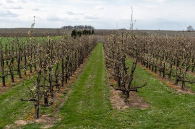 Sint-Truiden, Belçika çevresinde çiçek açan elma ağaçları olan bir meyve bahçesi.