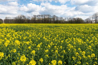 Hollanda kırsalındaki Posterholt, Hollanda 'da yeşil ve sarı renkli kolza tohumu tarlası.