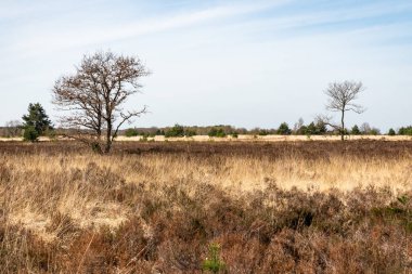 Campine Bozkır Ulusal Parkı, Maasmechelen, Limburg, Belçika