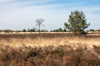 Brown and yellow grass fields of the Campine moorland national park, Maasmechelen, Limburg, Belgium