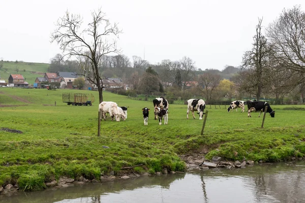 Grazing Cattle Walloon Countryside Banks Creek Geer Bassenge Belgium — стоковое фото