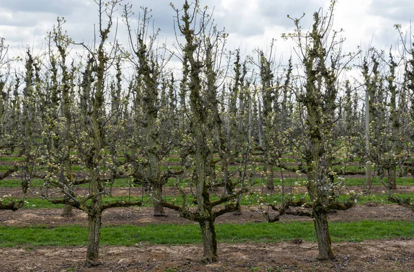 Sint-Truiden, Belçika çevresinde çiçek açan elma ağaçları olan bir meyve bahçesi.