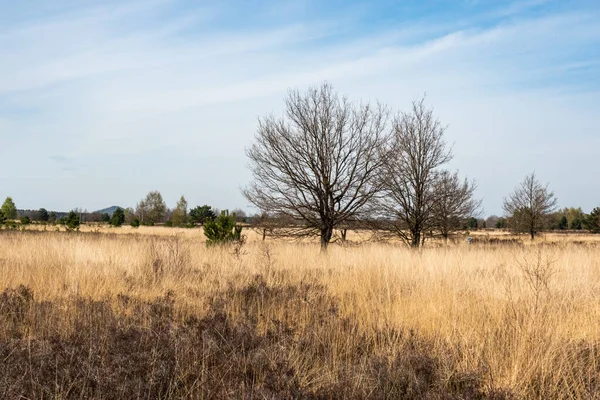 Stock image Brown and yellow grass fields of the Campine moorland national park, Maasmechelen, Limburg, Belgium