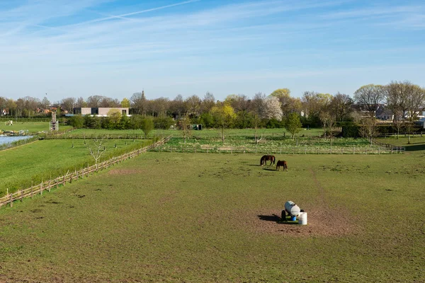 Rural Scene Grazing Horses Dutch Countryside Echt Limburg Netherlands — Foto Stock