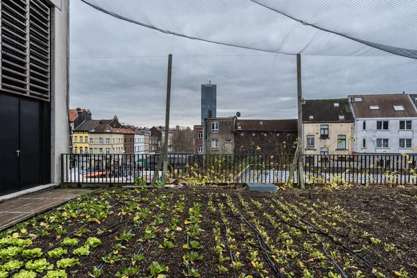 Anderlecht, Brussels Capital Region - Belgium - 12 07 2019 -View over the cultivation of vegetables at the rooftop ofan Urban farm