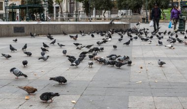 Atina Eski Kenti, Attica - Yunanistan - Kotzia Belediye Meydanı 'nda 12 28 2019 Güvercin