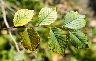 Sonbaharda Betula huş yapraklarının yakın çekimi, Jette, Belçika